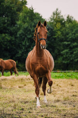 Naklejka na ściany i meble Chestnut coloured mom to be Dutch Harness Horse trotting through field with halter