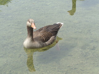 goose swimming