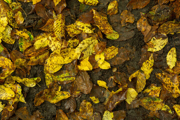 Yellow Fallen Leaves On Wet Ground, Autumnal Background