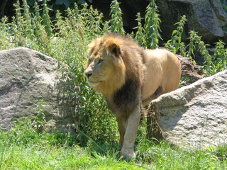 lion in the zoo