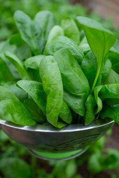 Spinach In Colander In A Glass House