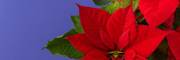 Beautiful Christmas flower banner, Poinsettia close-up on the trend color of 2022 Very Peri