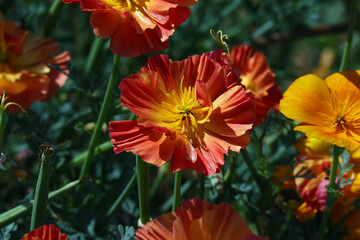 Red corrugated petals of an Eschscholzia flower in the bright sun in the summer garden