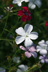 Fototapeta na wymiar White viscaria flower close-up in bright sunlight