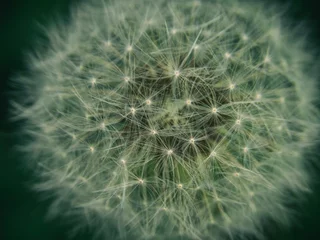 Deurstickers dandelion seed head © Tomasz