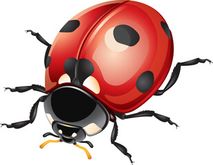 Ladybug or ladybird