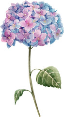 Beautiful png floral illustration with hand drawn watercolor hydrangea flower. Stock clip art.