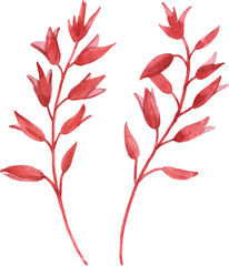 Beautiful png floral illustration with hand drawn watercolor plant. Stock clip art.