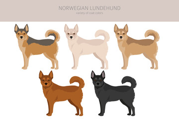 Norwegian Lundehund clipart. All coat colors set.; All dog breeds characteristics infographic