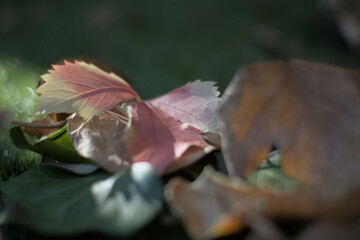 autumn leaves blurred background