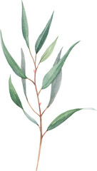 Beautiful png floral illustration with hand drawn watercolor plant. Stock clip art.