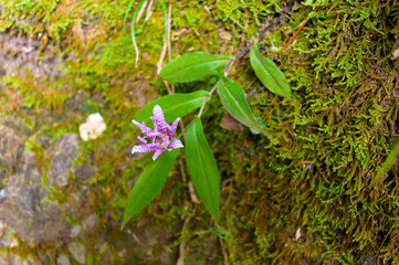 Toad Lily Flower in the Mountain
