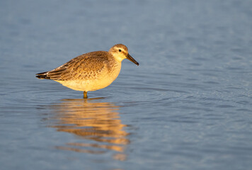 Knutt, Calidris canutus, in der Abendsonne am Darßer Nordstrand bei Prerow, Mecklenburg-Vorpommern, Deutschland