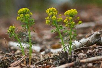 Zypressen-Wolfsmilch (Euphorbia cyparissias)	