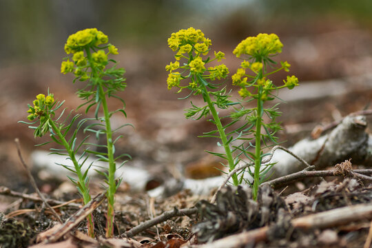 Zypressen-Wolfsmilch (Euphorbia cyparissias)	