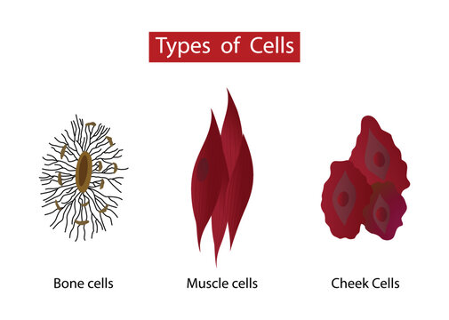 illustration of biology, Types of cells in the human body, General structure of a skeletal muscle cell, Human Cheek Epithelial Cells, bone cells, physical characteristics of different types of cells