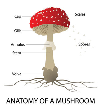 illustration of Biology and plant kingdom, Anatomy of a mushroom,  mushroom or toadstool is the fleshy, spore bearing fruiting body of a fungus, typically produced above ground on soil