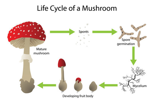 illustration of biology, Mushroom Anatomy and the Mushroom Life Cycle, mushroom or toadstool is the fleshy, spore bearing fruiting body of a fungus, typically produced above ground on soil