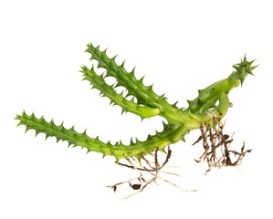 Huernia schneideriana with roots isolated on white background. Succulent. Topn view.