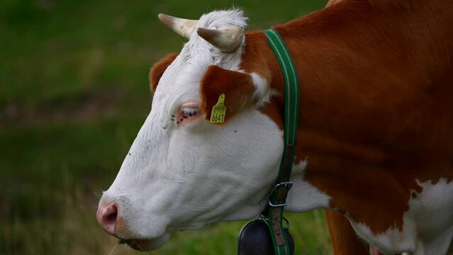 European white and brawn cow with  horns filmed up close eating grass up in the mountains filmed with a telephoto lens in 4k