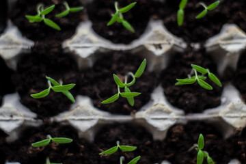 young tomato seedling