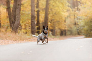 Young blue heeler dog running in autumn. Australian cattle dog. Fall season