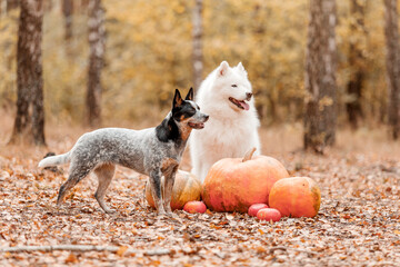 Dogs with pumpkins. Halloween holidays. Australian Cattle Dog and Samoyed Dog. Harvest. Thanksgiving day. Blue Heeler dog 