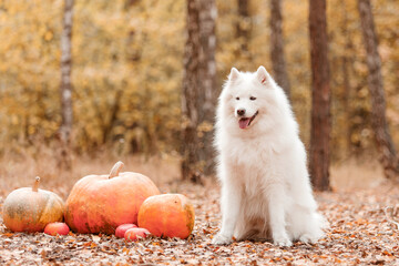 Halloween and Thanksgiving Holidays. Dog with pumpkins in the forest. Samoyed dog