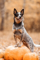 Naklejka na ściany i meble Dog with pumpkins. Halloween holidays. Australian Cattle Dog Dog with pumpkin. Harvest. Thanksgiving day. Blue Heeler dog 