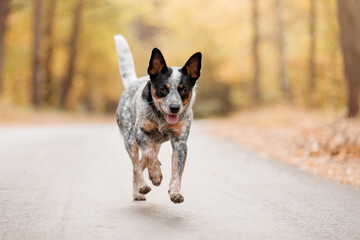 Naklejka na ściany i meble Young blue heeler dog running in autumn. Australian cattle dog. Fall season