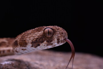 Saw scaled viper