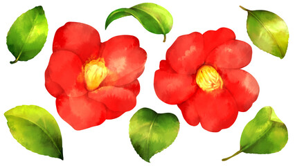 赤椿の花と葉。水彩風背景透過イラスト。