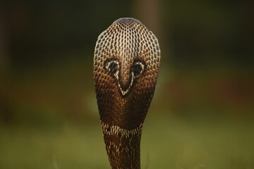 Spectacled cobra