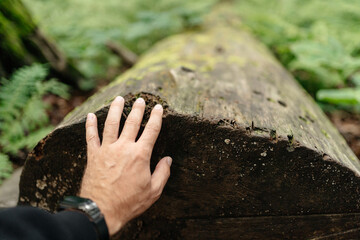 A man's hand touches a saw cut of a perennial tree in the forest. Caring for the environment.
