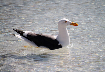 Seagull portrait. Seagulls live wild in a large nature reserve area in the town of Todos Santos, in Baja California Sur, La Paz, Mexico.