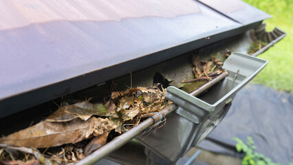 雨樋に詰まった落ち葉。