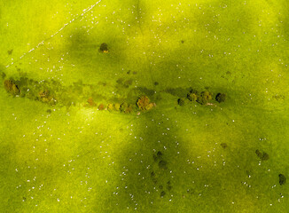 Colorful sunrise on a foggy day over Tipperary mountains and fields of sheep.