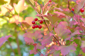 Ripe viburnum berries with red -yellow autumn leaves against blurred autumn background. Close up...