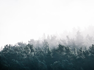 beautiful landscape of trees in fog in winter
