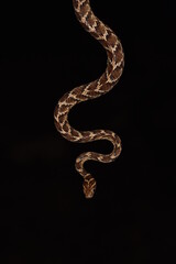 Cat snake