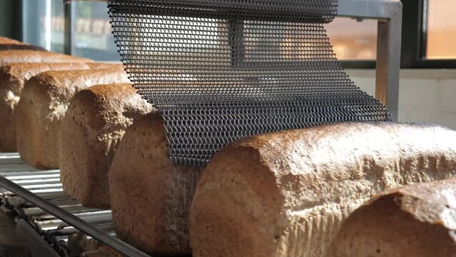 Baked brown bread on a conveyor belt in a bakery factory