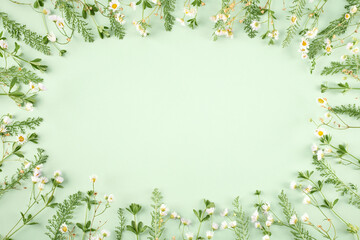 Pastel green grass with white flowers as oval frame on light green background, minimal flat lay with copy space top view. Minimalistic green grass flat lay with empty copy space for design logo
