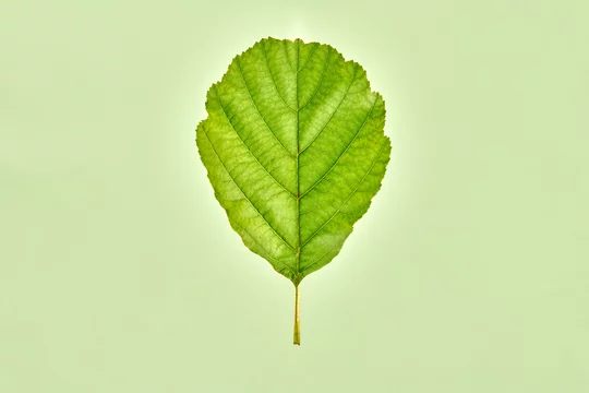 One green alder tree leaf on light green background, detailed macro close up photo of natural european black alder leaf. Single leaf of alnus glutinosa tree isolated object on greenish background