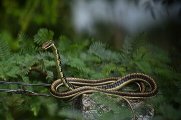 Bronze back tree snake