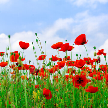 Field with red poppies against the sky with clouds © sherlesi 