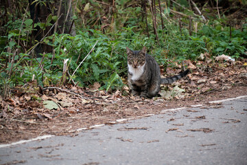 Cat with gaze sits on side of roadway in autumn leaves. Selective focus