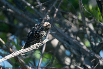 Female Red-Winged Blackbird on branch with head twisted 