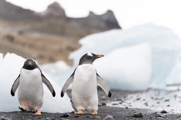 Fototapeta premium Eselspinguin (Pygoscelis papua) auf Half Moon Island auf den Süd-Shettland-Inseln vor der Antarktis 