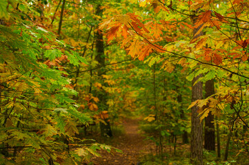 autumn in the forest