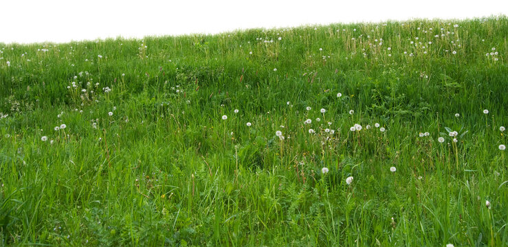 spring meadow isolated